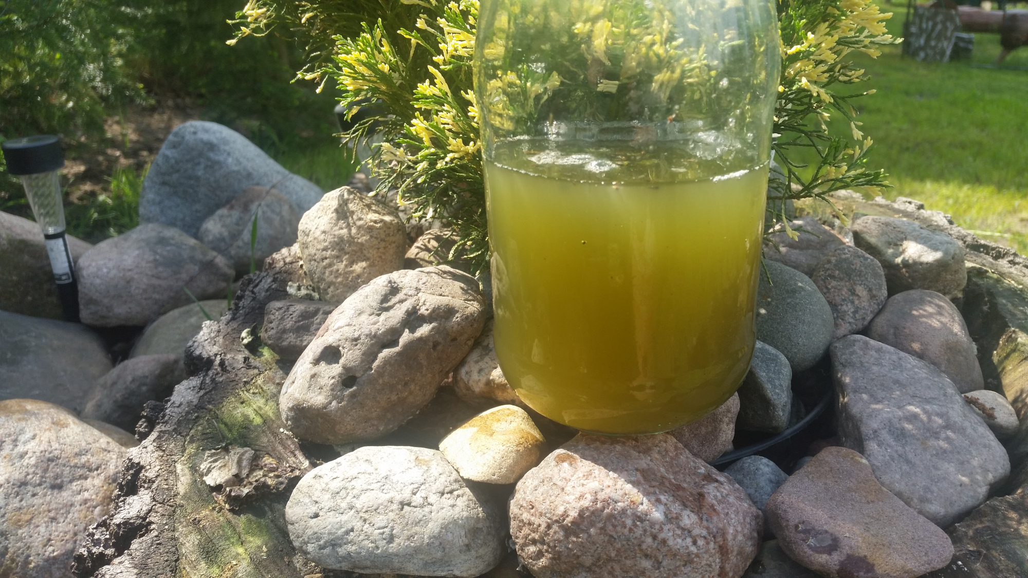 Naturalny nawóz dla Twoich pomidorów: Gnojówka z pokrzywy